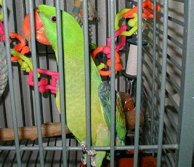 Great Billed Parrot