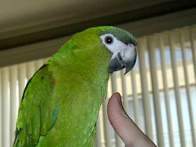 Hahns Macaw