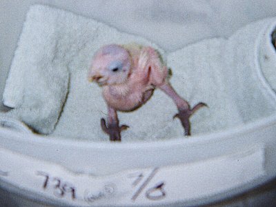Our D2 Baby