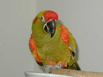 Red Fronted Macaw