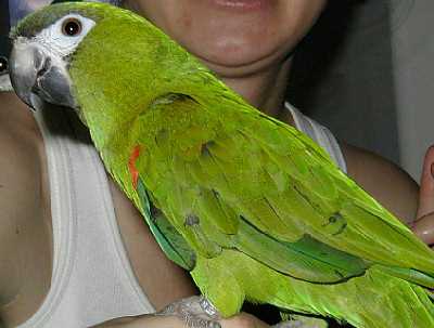Hahns Macaw