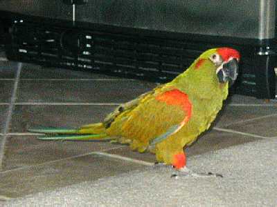 Red Fronted Macaw