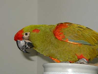 Red Fronted Macaw