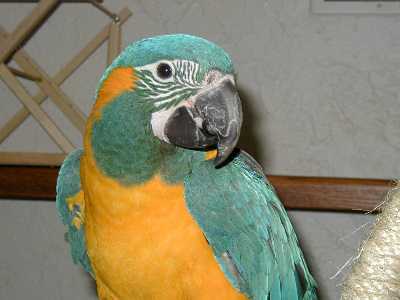 Kruger