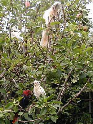 Truffle and Three Friends