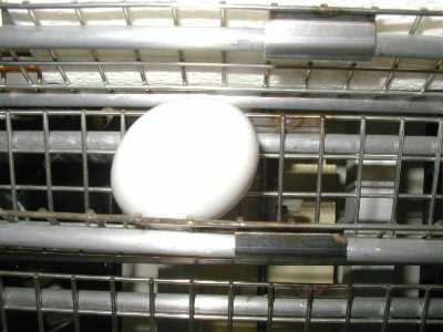 Greenwing Egg
