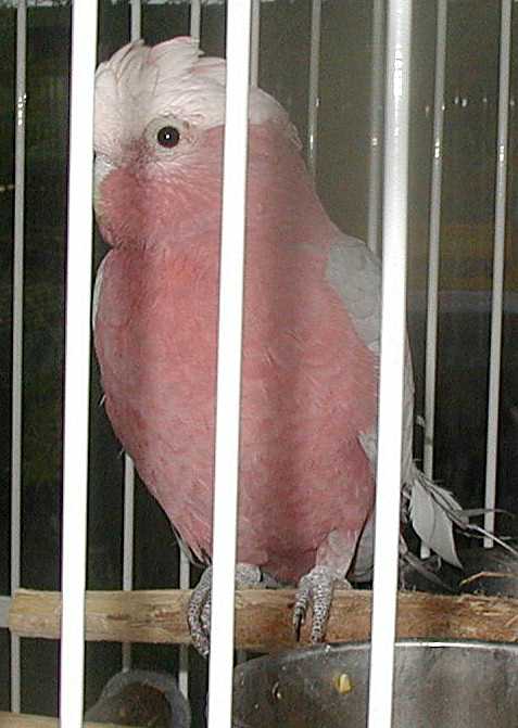 Razzberry