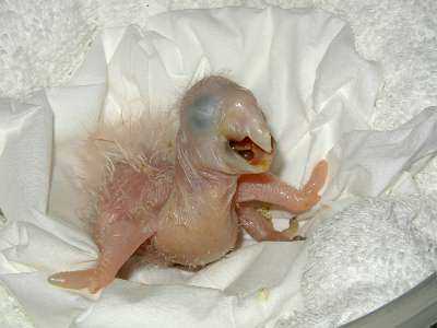 Baby Greenwing