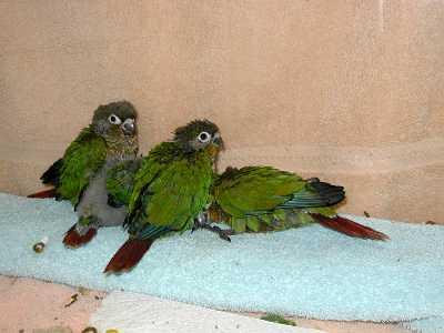 Baby Conures