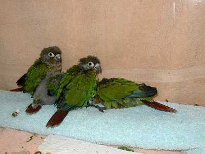 Baby Conures