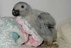 Baby African Grey