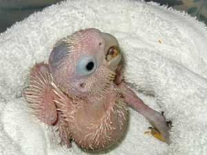 Baby Goffin