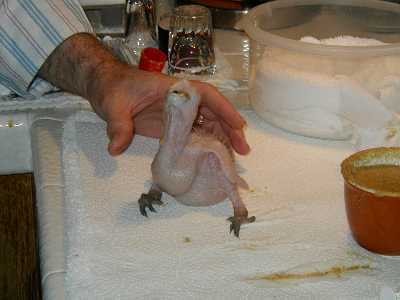 Baby Greenwing