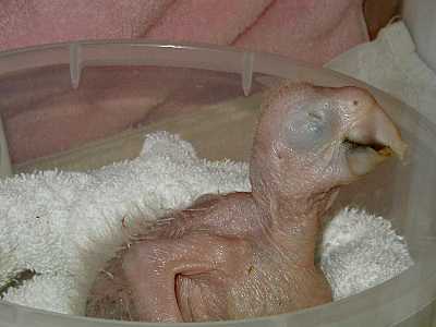 Baby Greenwing