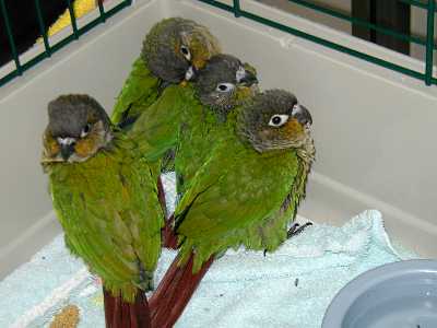 Baby Conures