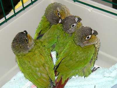 Baby Conures