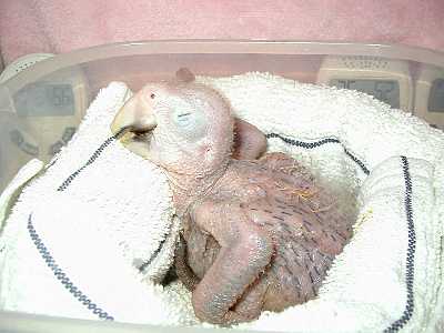 Baby Greenwing