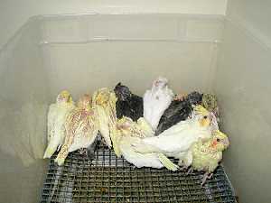 Baby Cockatiels
