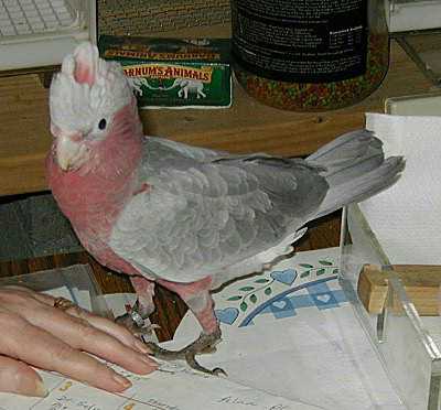 Raffie