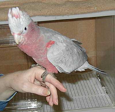Raffie