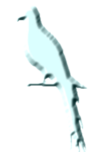 Bird Land