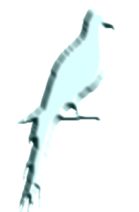 Bird Land